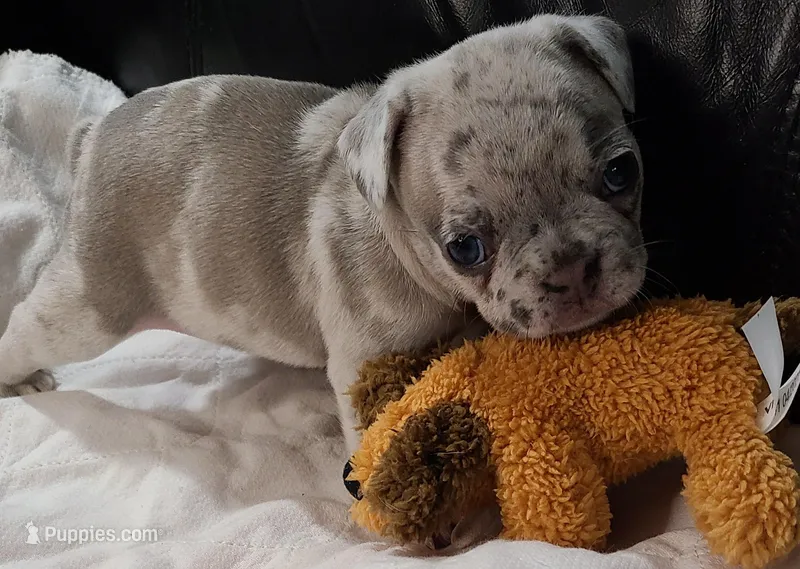 Elsia, a female French Bulldog for sale in Houston, TX – Photo 1 of 6