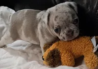 Elsia, a female French Bulldog for sale in Houston, TX – Photo 1 of 6