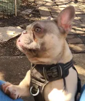 Elsia, a female French Bulldog for sale in Houston, TX – Photo 5 of 6
