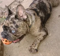 Elsia, a female French Bulldog for sale in Houston, TX – Photo 6 of 6