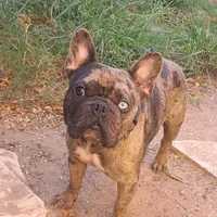 Duke, a male French Bulldog for sale in Houston, TX – Photo 2 of 3