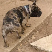 Duke, a male French Bulldog for sale in Houston, TX – Photo 3 of 3