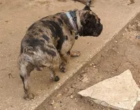 Duke, a male French Bulldog for sale in Houston, TX – Photo 3 of 3