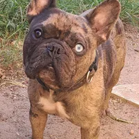 Duke, a male French Bulldog for sale in Houston, TX – Photo 1 of 3