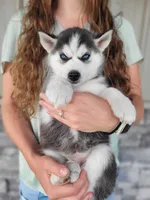 Axel , a male Siberian Husky for sale in Carson City, MI – 1 of 4