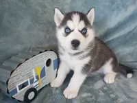 Axel , a male Siberian Husky for sale in Carson City, MI – 2 of 4