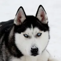 Axel , a male Siberian Husky for sale in Carson City, MI – 4 of 4
