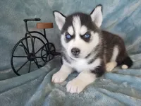 Arctic, a male Siberian Husky for sale in Carson City, MI – 2 of 4