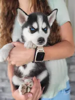 Arctic, a male Siberian Husky for sale in Carson City, MI – 1 of 4