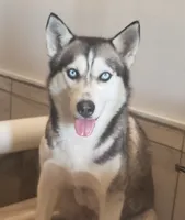 Arctic, a male Siberian Husky for sale in Carson City, MI – 3 of 4