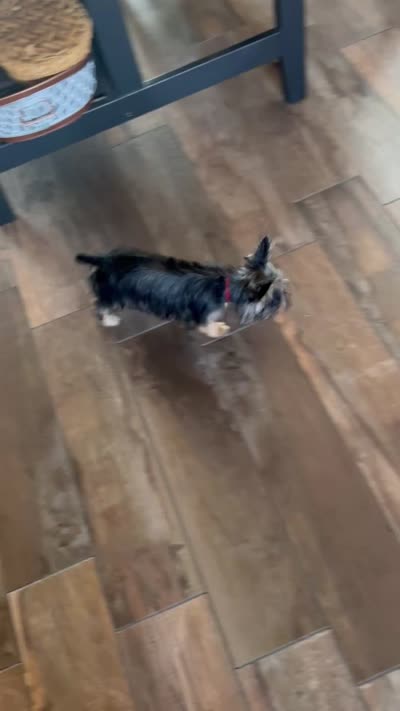 Teeny , a male Yorkshire Terrier for sale in Chino, CA – 6 of 7