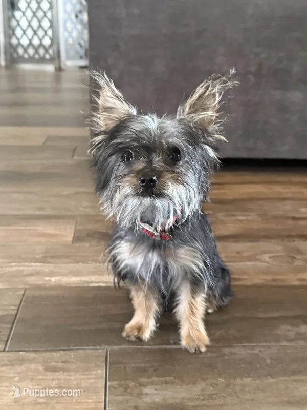 Teeny  – Yorkshire Terrier puppy for sale in Chino, CA