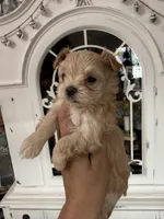 Creamy, a male Yorkshire Terrier for sale in Riverside, CA – 3 of 7