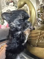 Teacup boy 1, a male Yorkshire Terrier for sale in Riverside, CA – 2 of 7