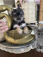 Teacup girl 1, a female Yorkshire Terrier for sale in Riverside, CA – 4 of 8