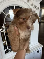 Apollo 2 , a male Yorkshire Terrier for sale in Riverside, CA – 1 of 5