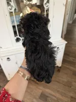 Toy Yorkie, a male Yorkshire Terrier for sale in Chino, CA – Photo 2 of 6