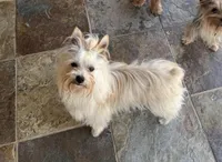 Toy Yorkie, a male Yorkshire Terrier for sale in Chino, CA – Photo 4 of 6