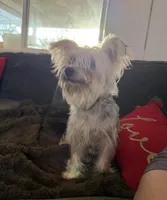 Toy Yorkie, a male Yorkshire Terrier for sale in Chino, CA – Photo 6 of 6