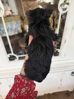 Toy Yorkie, a male Yorkshire Terrier for sale in Chino, CA – Photo 5 of 6