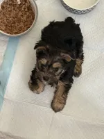 Toy Yorkie, a male Yorkshire Terrier for sale in Chino, CA – Photo 3 of 6