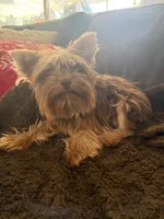 Babyface , a male Yorkshire Terrier for sale in Riverside, CA – 4 of 5