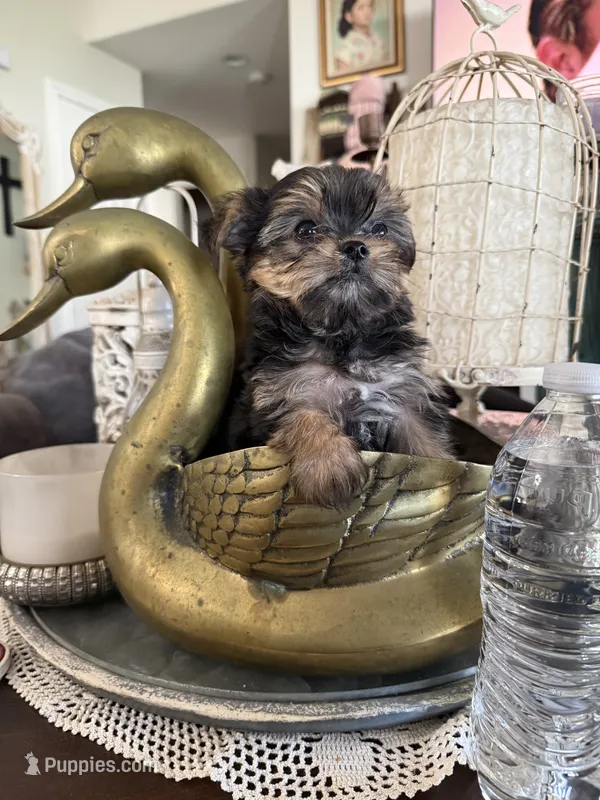 Teacup boy 2 – Yorkshire Terrier puppy for sale in Riverside, CA