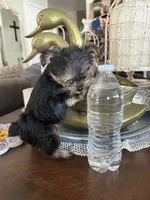 Teacup boy 2, a male Yorkshire Terrier for sale in Riverside, CA – 7 of 7