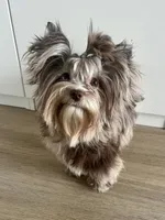 Blueberry , a female Yorkshire Terrier for sale in Riverside, CA – 6 of 6