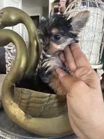 Tiny toy girl, a female Yorkshire Terrier for sale in Riverside, CA – 4 of 6