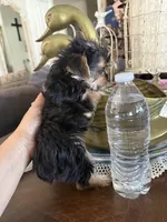 Tiny toy girl, a female Yorkshire Terrier for sale in Riverside, CA – 3 of 6
