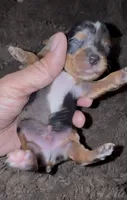 Spots, a male Yorkshire Terrier for sale in Chino, CA – 2 of 6