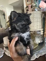 Teacup boy 1, a male Yorkshire Terrier for sale in Riverside, CA – 3 of 7