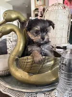 Teacup boy 2, a male Yorkshire Terrier for sale in Riverside, CA – 2 of 7