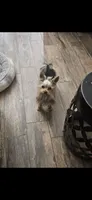 Babyface , a male Yorkshire Terrier for sale in Riverside, CA – 5 of 5