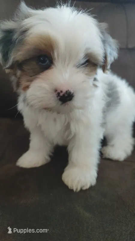 Blue eye – Yorkshire Terrier puppy for sale in Riverside, CA