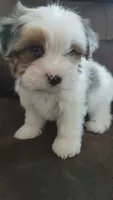 Blue eye, a female Yorkshire Terrier for sale in Riverside, CA – 1 of 7