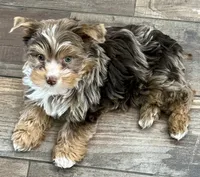 Apollo Yorkie, a male Yorkshire Terrier for sale in Riverside, CA – 2 of 7