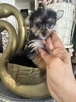 Tiny toy girl, a female Yorkshire Terrier for sale in Riverside, CA – 1 of 6