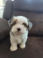 Blue eye, a female Yorkshire Terrier for sale in Riverside, CA – 2 of 7