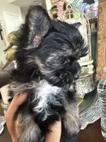 Teacup boy 1, a male Yorkshire Terrier for sale in Riverside, CA – 5 of 7