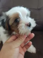 Blue eye, a female Yorkshire Terrier for sale in Riverside, CA – 4 of 7