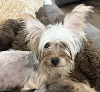 Sol , a female Yorkshire Terrier for sale in Chino, CA – Photo 4 of 5