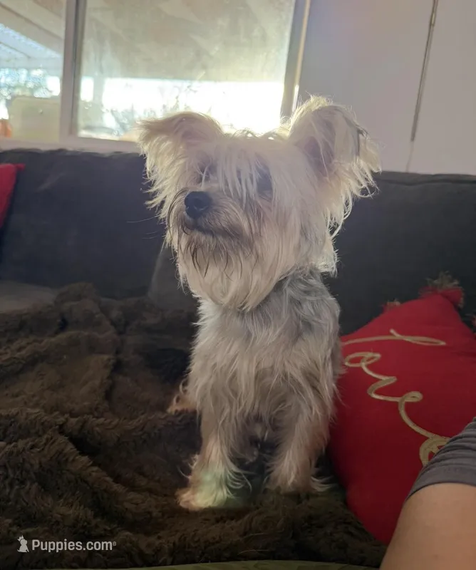 Sol , a female Yorkshire Terrier for sale in Chino, CA – Photo 1 of 5