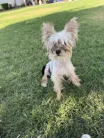Sol , a female Yorkshire Terrier for sale in Chino, CA – Photo 5 of 5