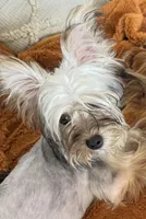 Sol , a female Yorkshire Terrier for sale in Chino, CA – Photo 3 of 5