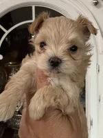 Creamy, a male Yorkshire Terrier for sale in Riverside, CA – 2 of 7