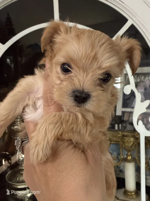 Gold dust – Yorkshire Terrier puppy for sale in Riverside, CA