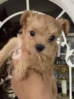 Gold dust, a male Yorkshire Terrier for sale in Riverside, CA – 1 of 6