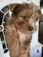 Apollo 2 , a male Yorkshire Terrier for sale in Riverside, CA – 2 of 5